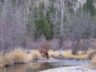 Horse on the river